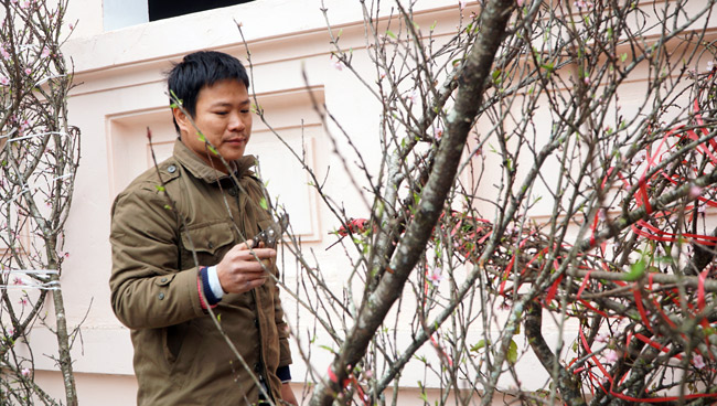 Trước Tết 2 tuần: Đào rừng đổ bộ phố Thủ đô, thét giá chục triệu